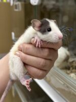 ダンボファンシーラットの画像6