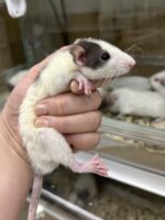 ダンボファンシーラットの画像7