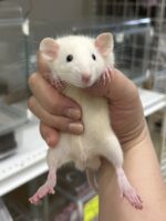 ダンボファンシーラットの画像1