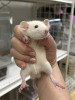 ダンボファンシーラットの画像2