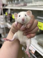 ダンボファンシーラットの画像5