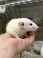 ダンボファンシーラットの画像6