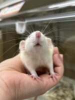 ダンボファンシーラットの画像7