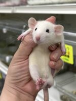 ダンボファンシーラットの画像8