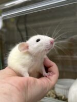 ダンボファンシーラットの画像9