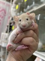 ダンボファンシーラットの画像6