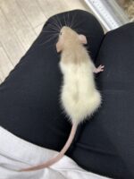 ダンボファンシーラットの画像7