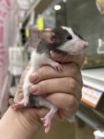 ダンボファンシーラットの画像1