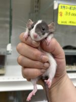 ダンボファンシーラットの画像6