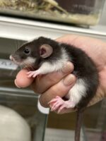ダンボファンシーラットの画像7