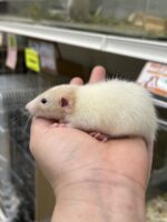 ダンボファンシーラットの画像2