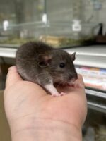 ダンボファンシーラットの画像6