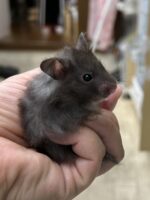 シリアンハムスターの画像2