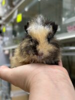 テディモルモットの画像1
