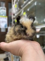 テディモルモットの画像2