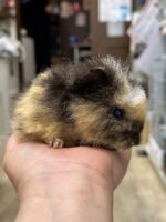 テディモルモットの画像4