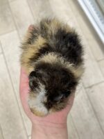 テディモルモットの画像6