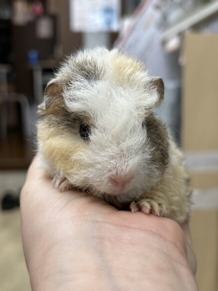 テディモルモットのメイン画像