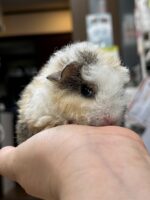 テディモルモットの画像2