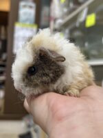 テディモルモットの画像3