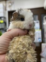 テディモルモットの画像5