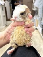テディモルモットの画像6