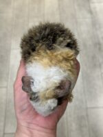 テディモルモットの画像7