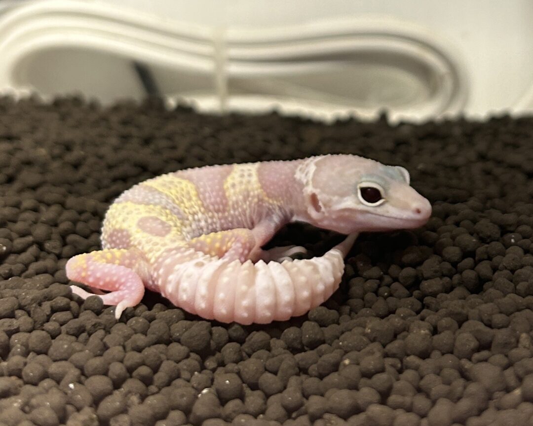 レオパ ヒョウモントカゲモドキ ハイイエローのメイン画像