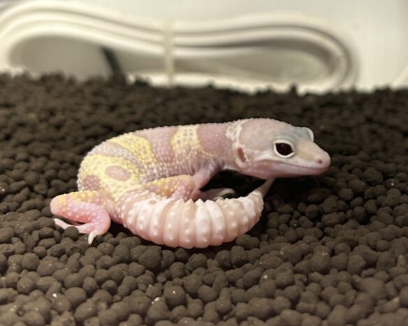 レオパ　ヒョウモントカゲモドキ ハイイエローのメイン画像