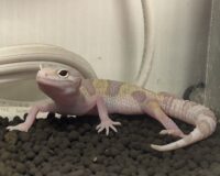 レオパ ヒョウモントカゲモドキ ハイイエローの画像1