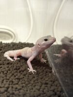 レオパ ヒョウモントカゲモドキ ハイイエローの画像2