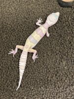 レオパ ヒョウモントカゲモドキ ハイイエローの画像3