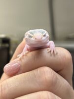 レオパ ヒョウモントカゲモドキ ハイイエローの画像4
