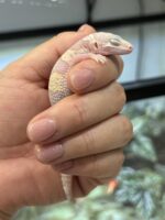 レオパ ヒョウモントカゲモドキ ハイイエローの画像5