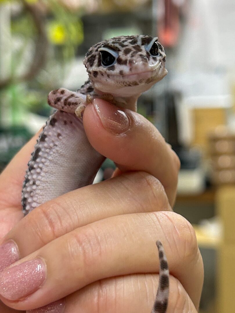 レオパ　ヒョウモントカゲモドキスーパーマックスノーのメイン画像