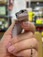レオパ　ヒョウモントカゲモドキスーパーマックスノーの画像1