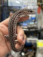 レオパ　ヒョウモントカゲモドキスーパーマックスノーの画像2