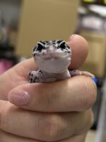 レオパ　ヒョウモントカゲモドキスーパーマックスノーの画像3