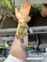 オバケトカゲモドキ（イーラム）の画像1