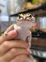 オバケトカゲモドキ（イーラム）の画像2