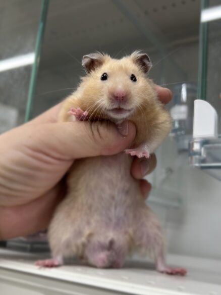 ゴールデンハムスターのメイン画像