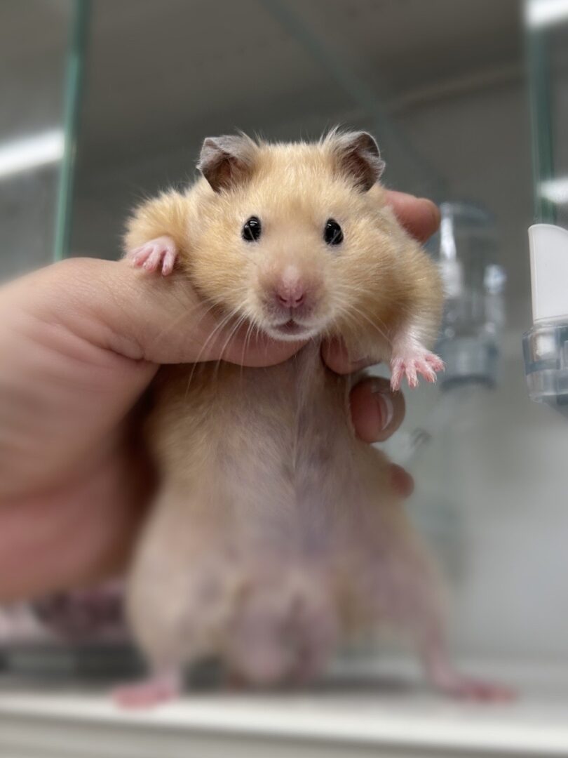 ゴールデンハムスター | ピュアアニマル