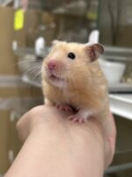 ゴールデンハムスターの画像2
