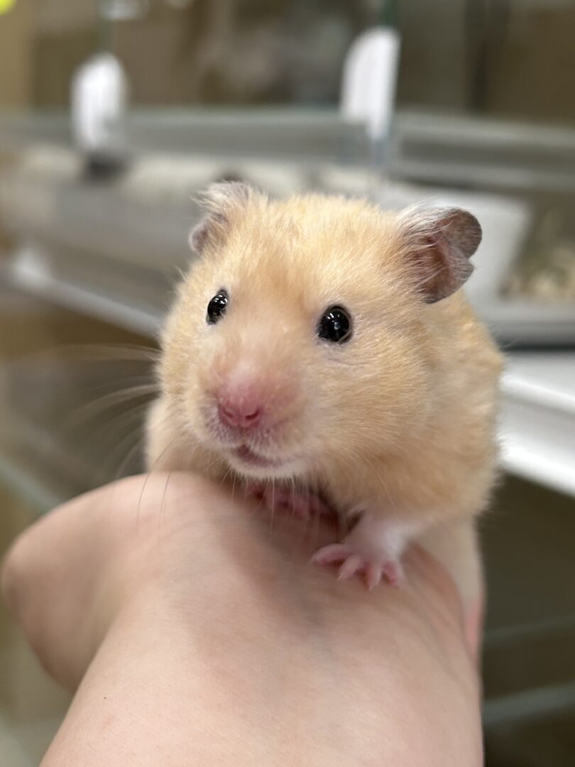 ゴールデンハムスター | ピュアアニマル