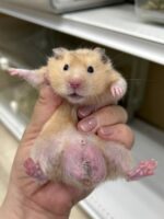 ゴールデンハムスターの画像4