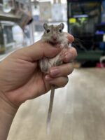 カラージャービル(アグーチ) ベビー♀の画像2