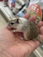 カラージャービル(アグーチ) ベビー♀の画像3