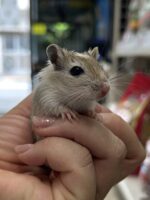 カラージャービル(アグーチ) ベビー♀の画像5
