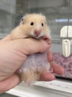 シリアンハムスターの画像1