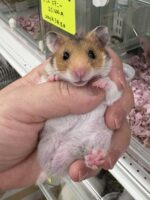 超可愛い　ゴールデンハムスターノーマルバンデットベビー♂ 6月10日生まれの画像1